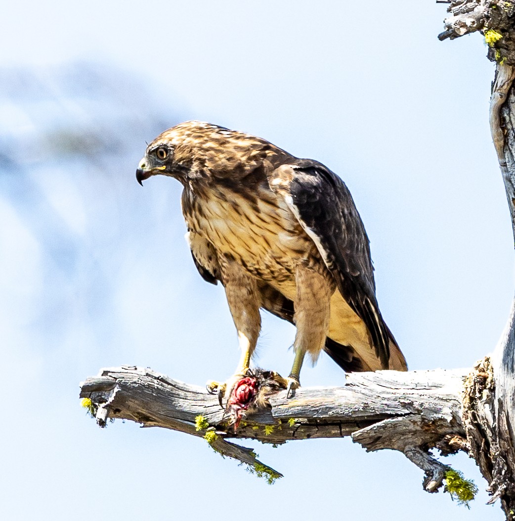 Red-tailed Hawk - ML641056090