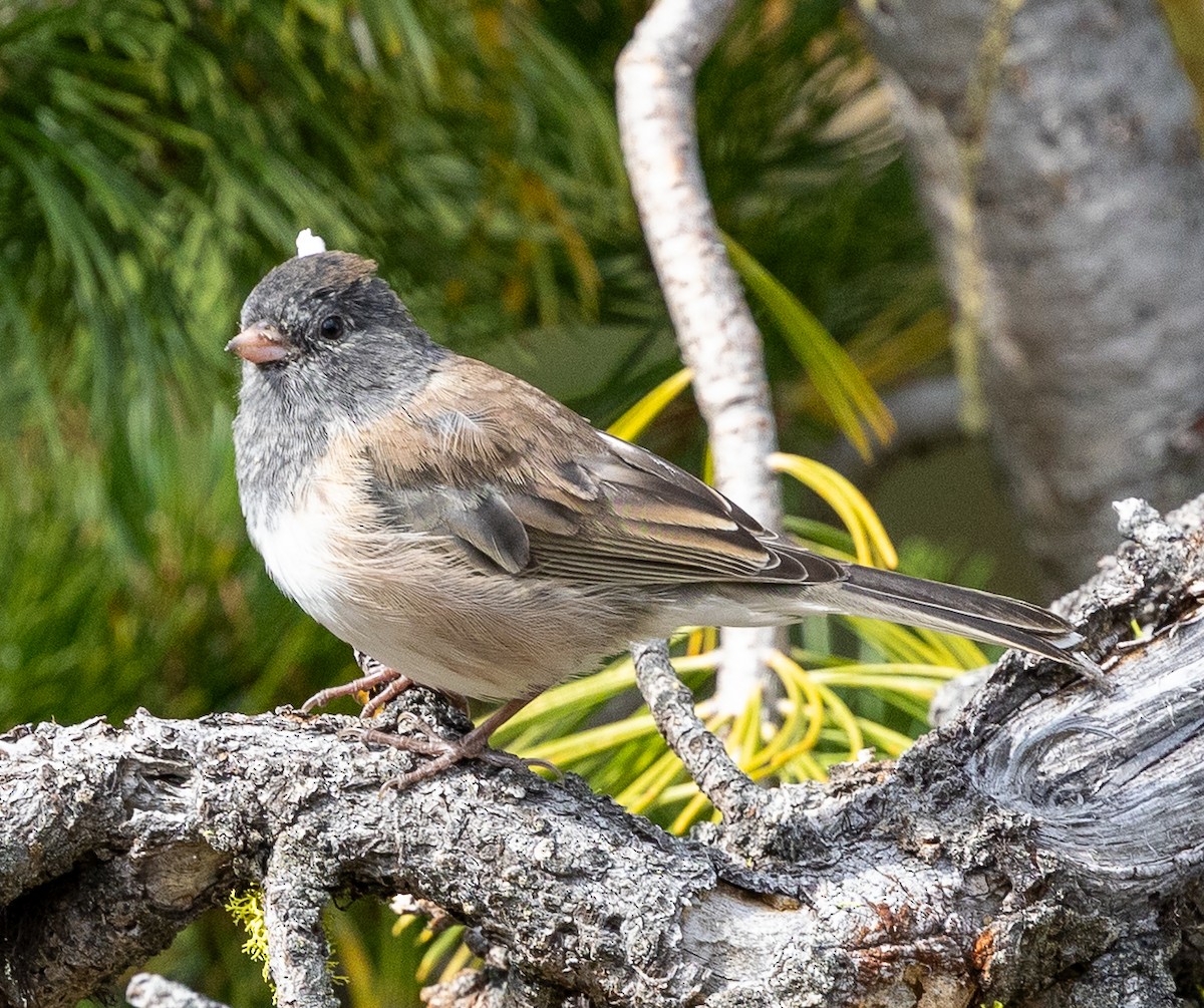 Dark-eyed Junco - ML641056109