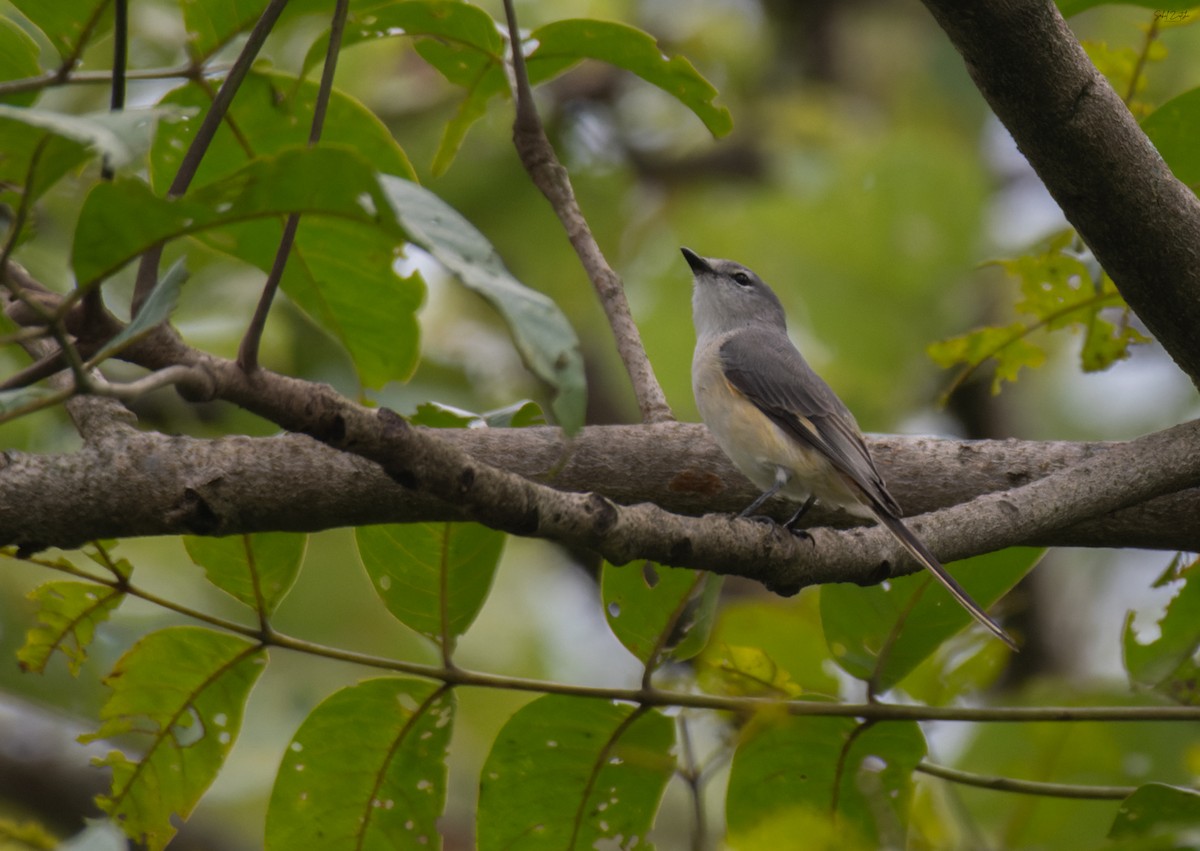 Small Minivet - ML641056141
