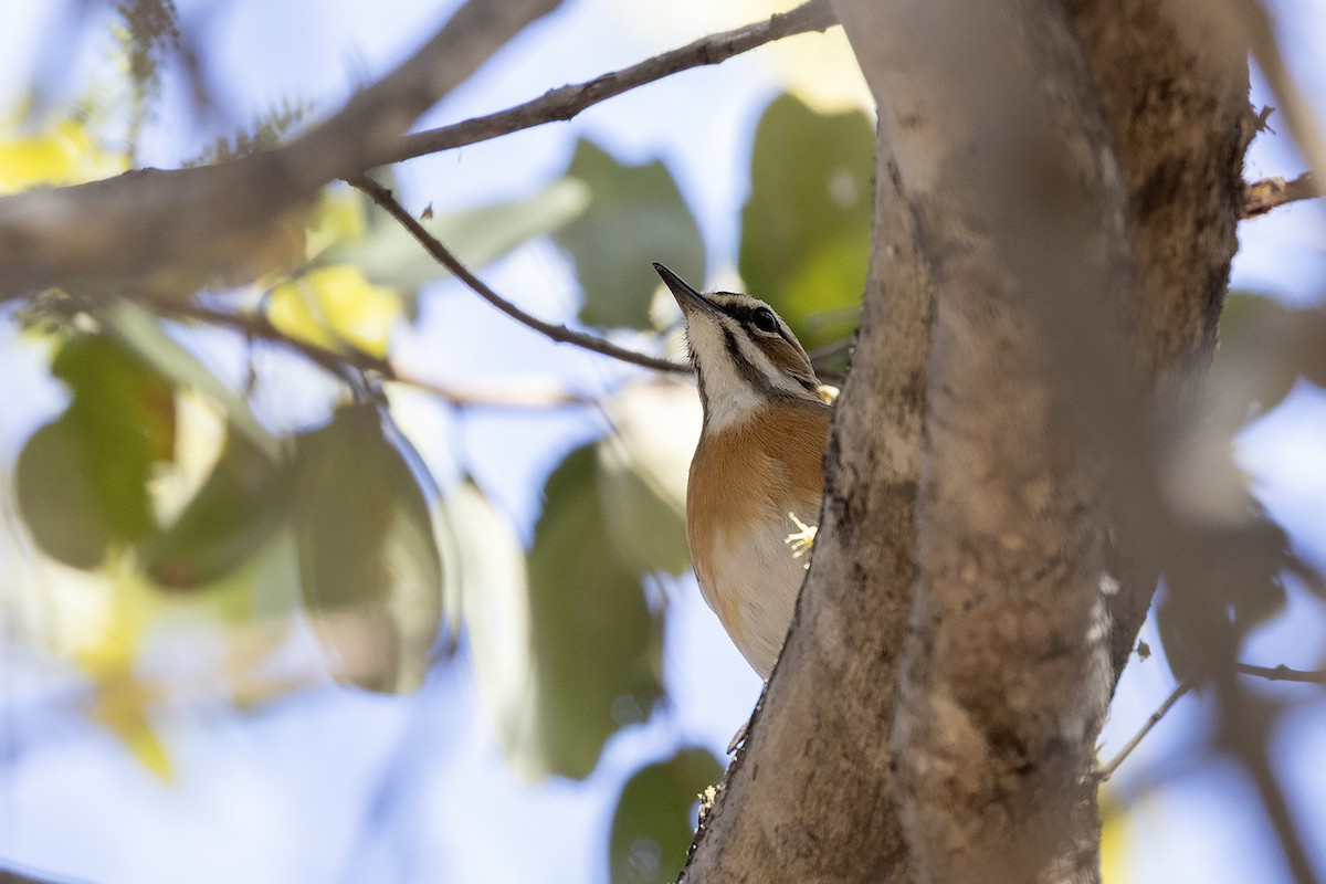 Bearded Scrub-Robin (Bearded) - ML641056143