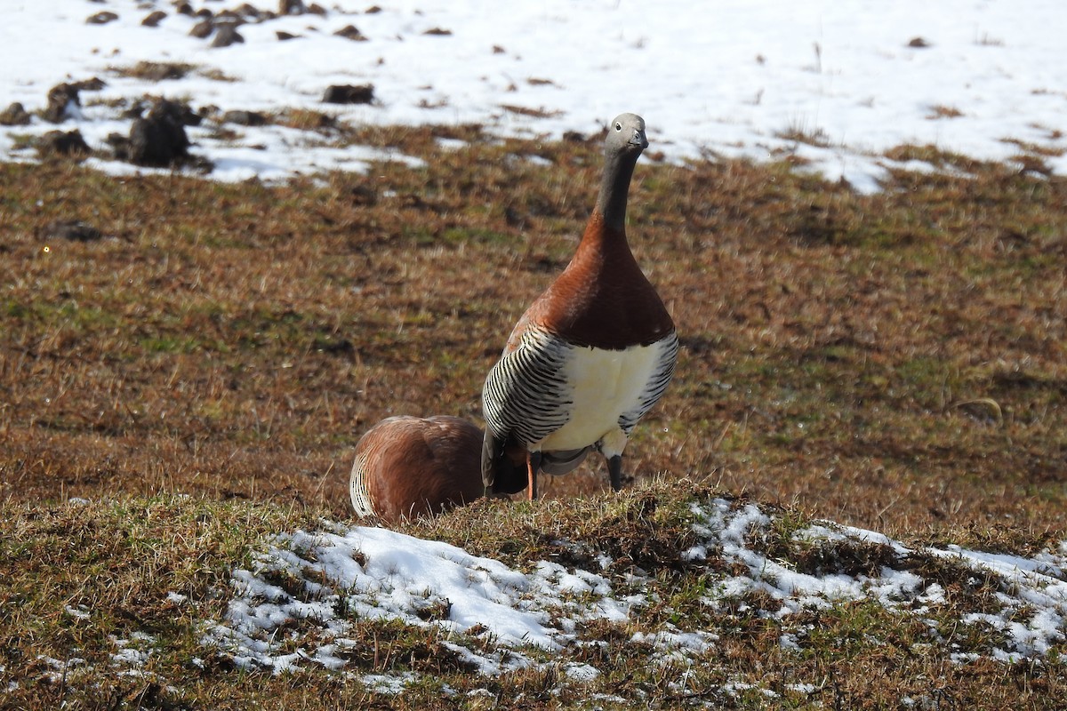 Ashy-headed Goose - ML641056168