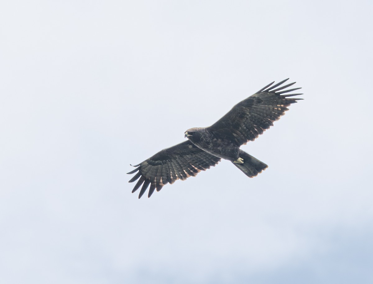 Wahlberg's Eagle - ML641056190