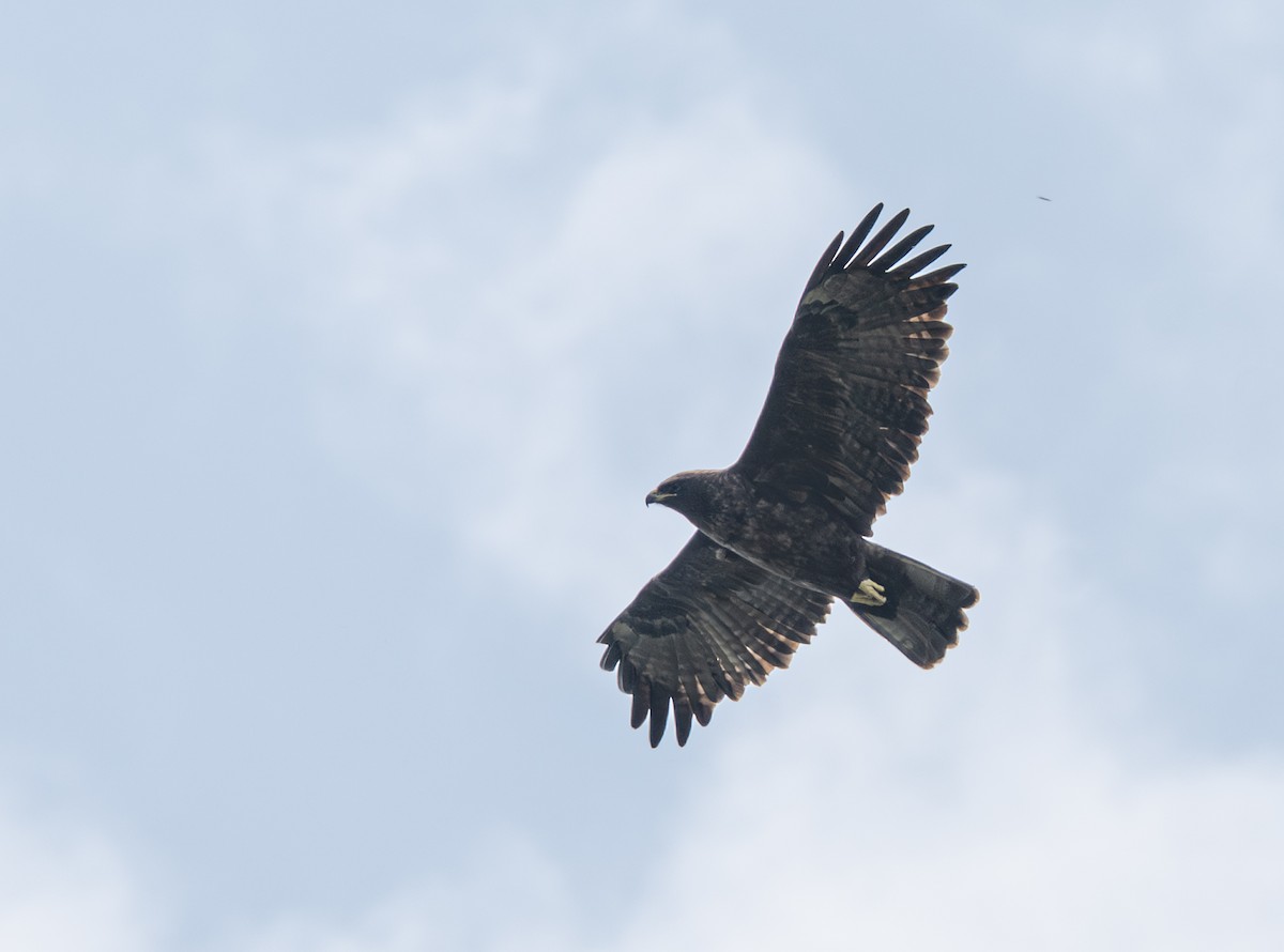 Wahlberg's Eagle - ML641056192