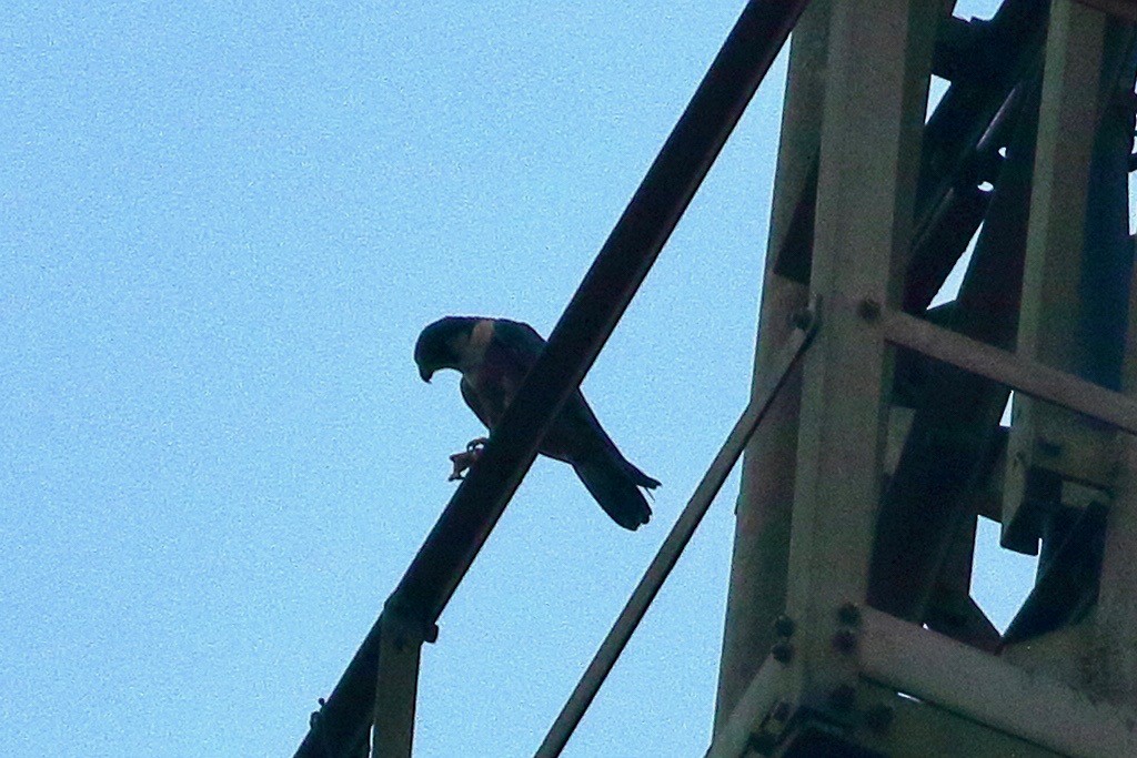 Peregrine Falcon (Shaheen) - ML641056193