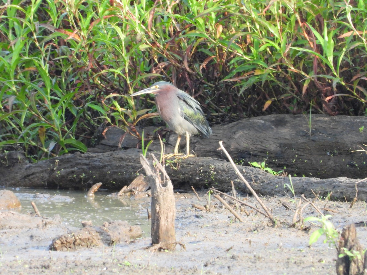 Green Heron - ML641056212