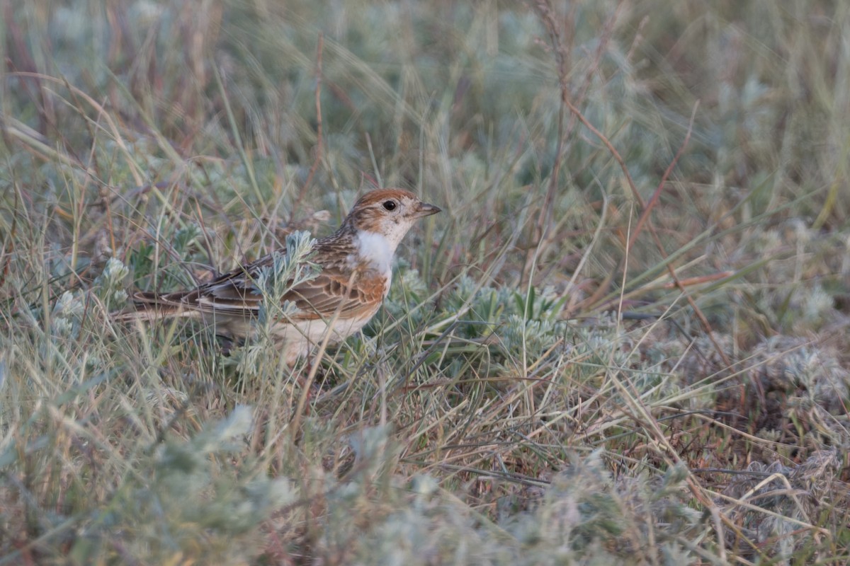 White-winged Lark - ML641056214