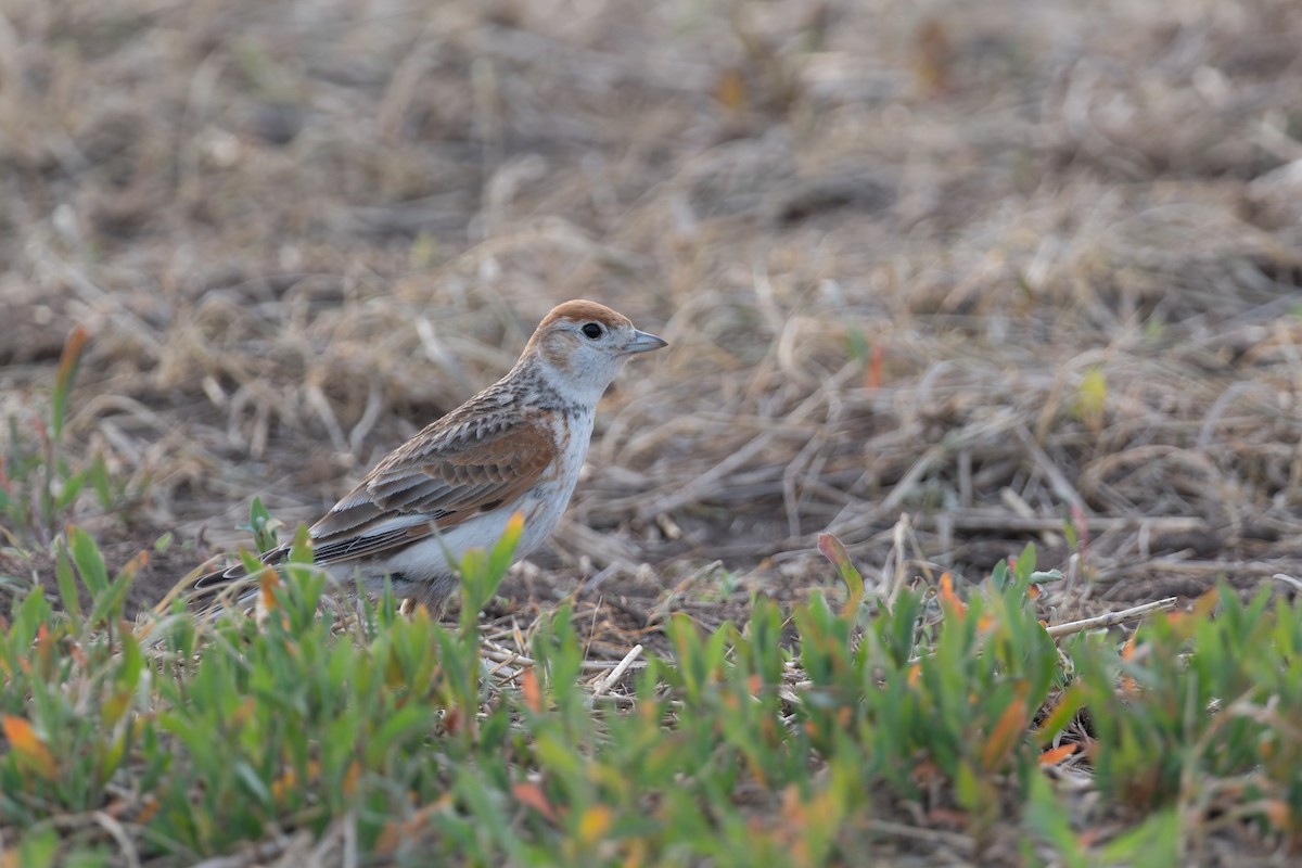 White-winged Lark - ML641056217