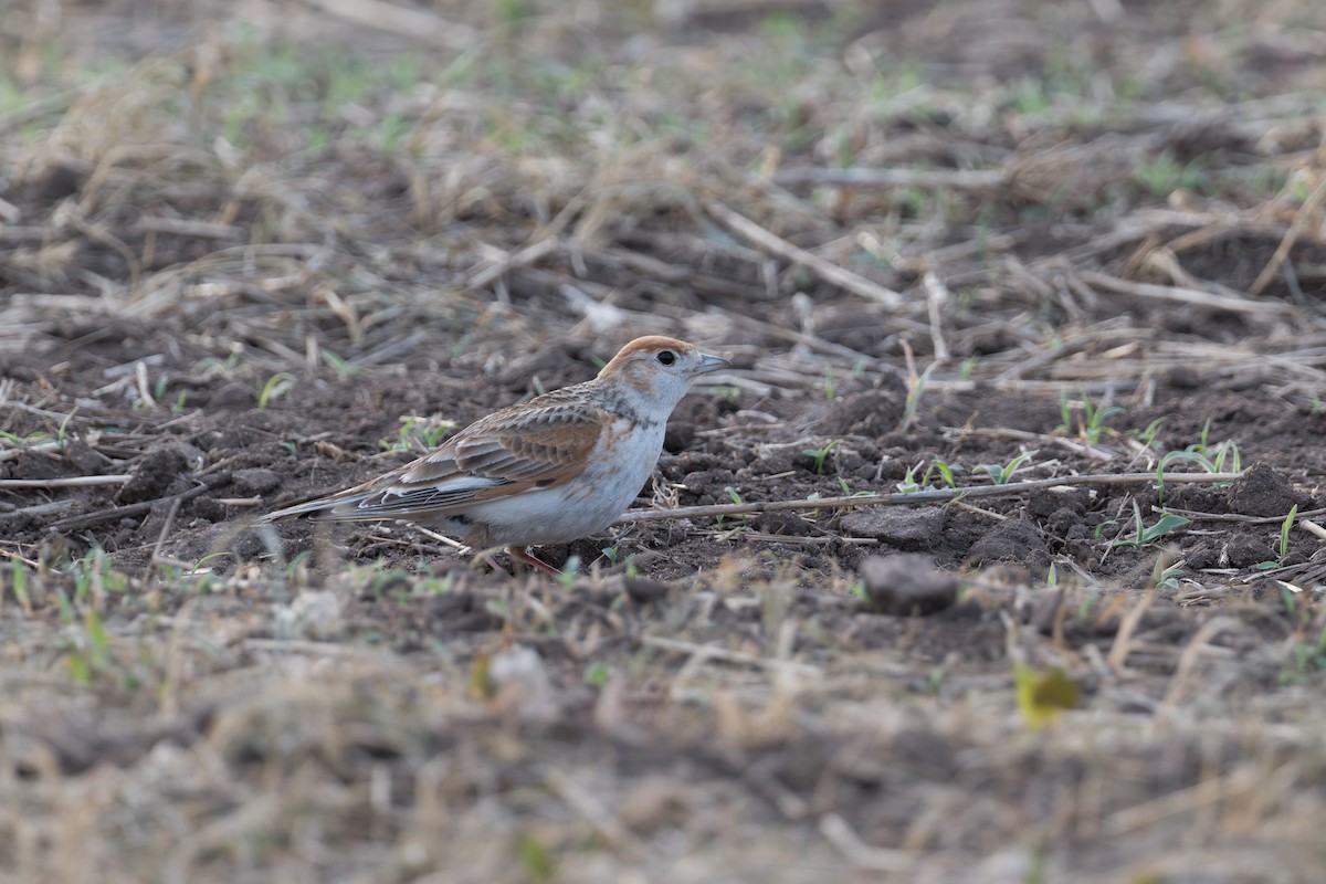 White-winged Lark - ML641056220