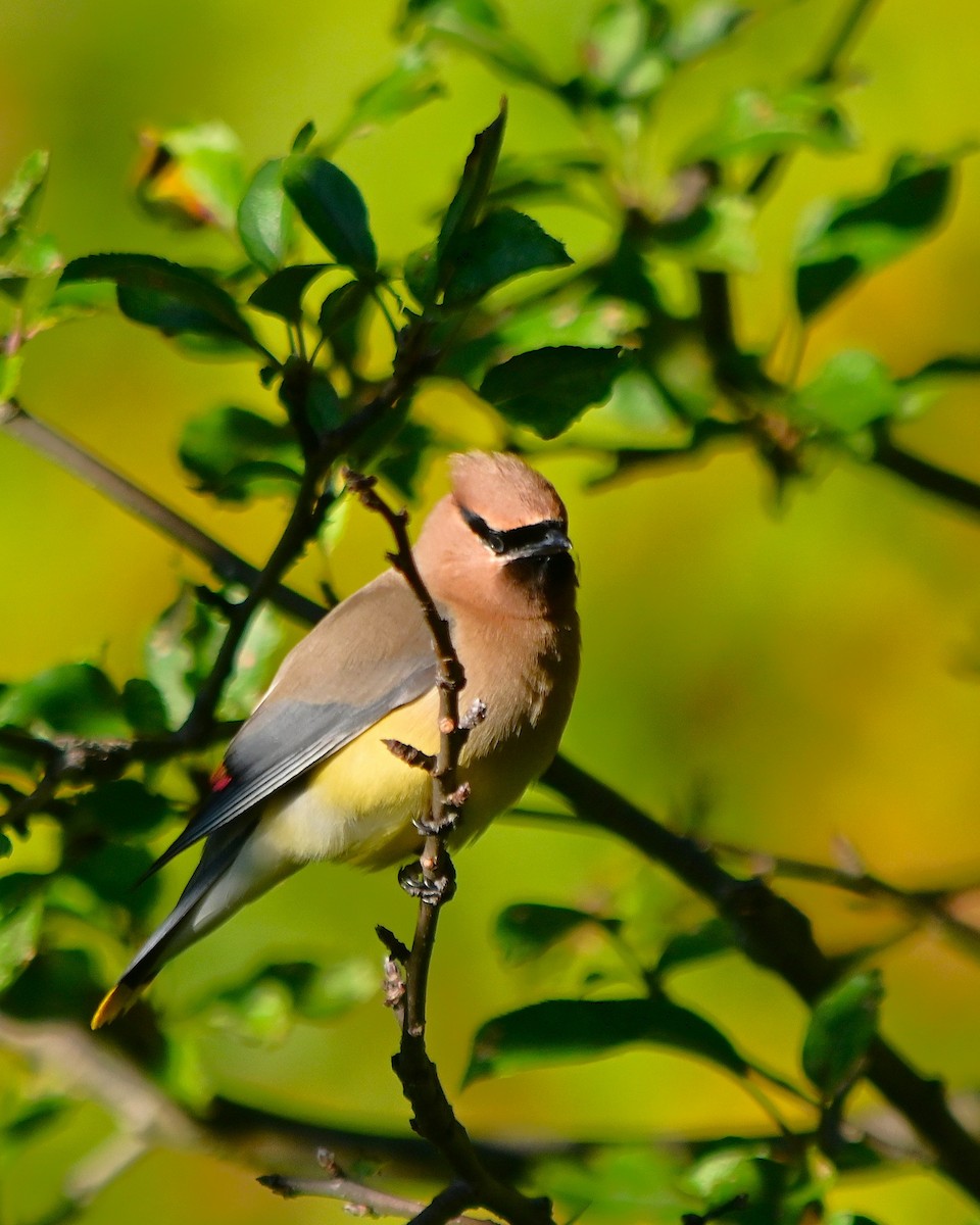 Cedar Waxwing - ML641056225