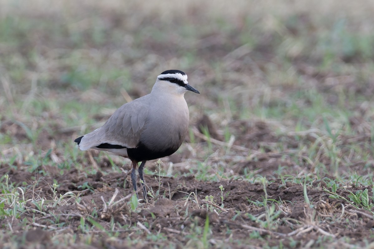 Sociable Lapwing - ML641056233