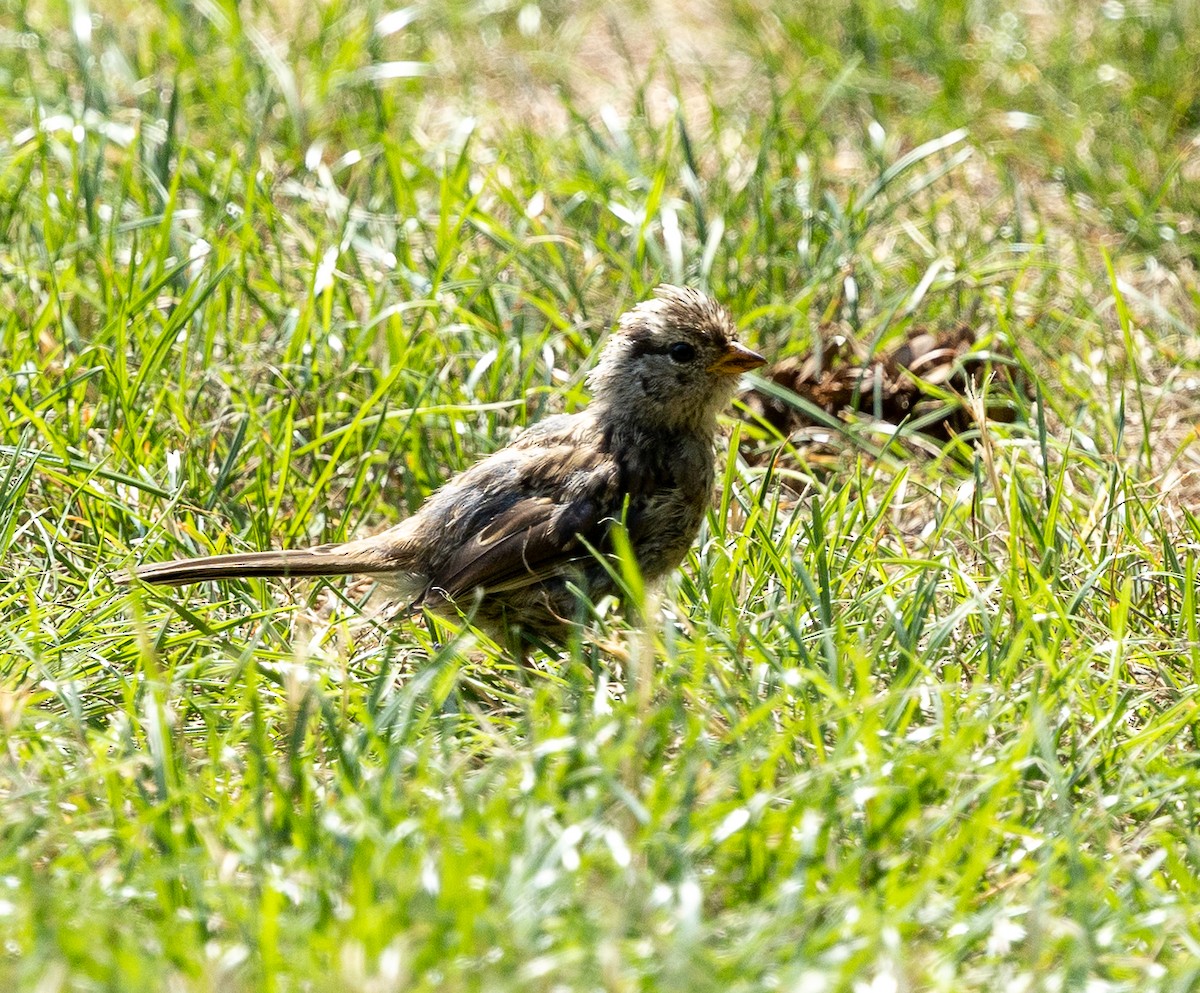 White-crowned Sparrow - ML641056234