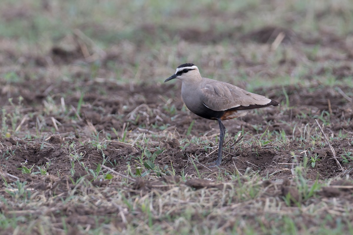 Sociable Lapwing - ML641056239