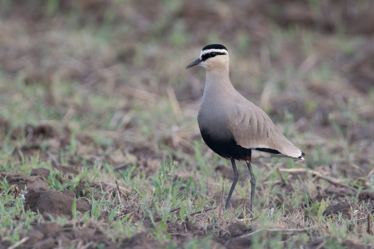 Sociable Lapwing - ML641056240