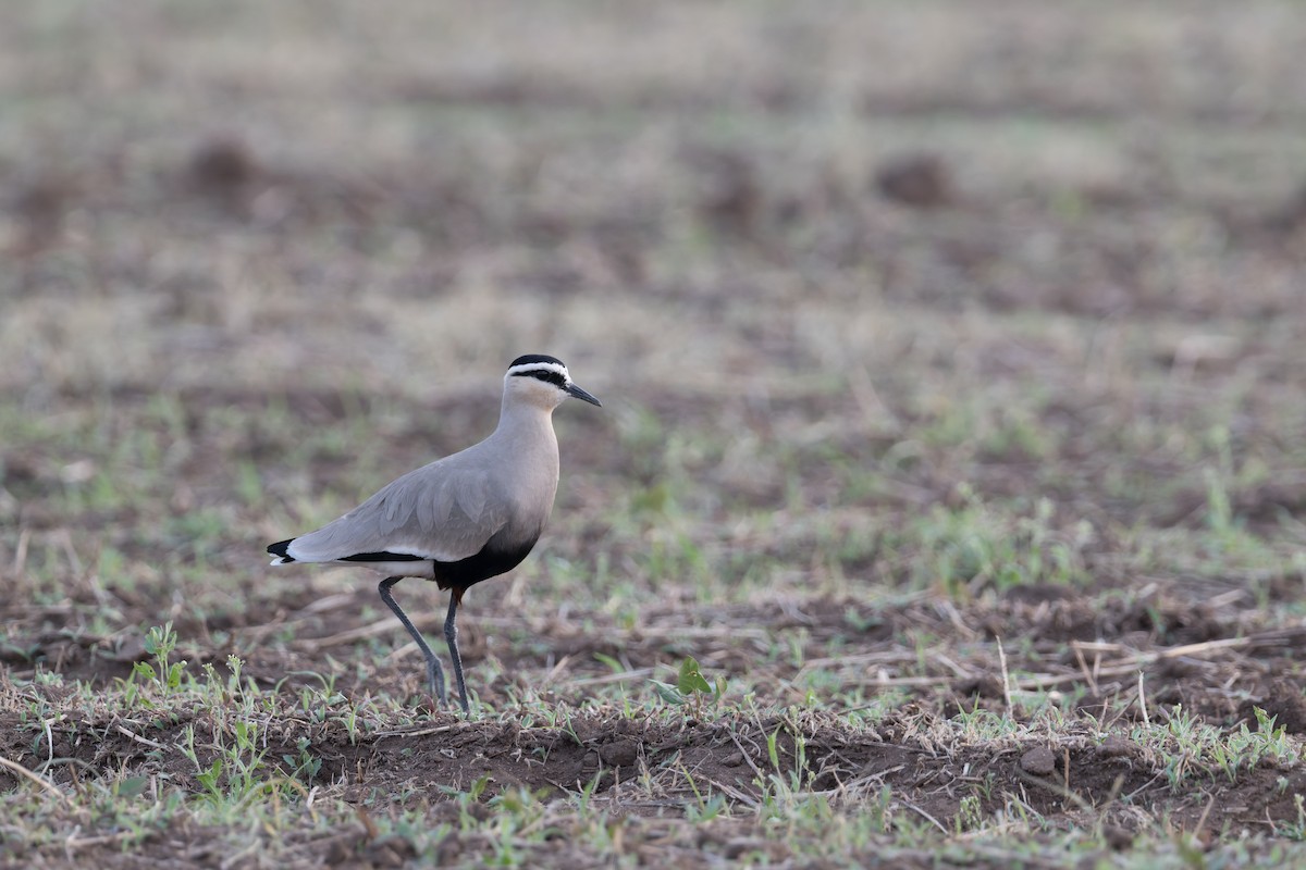 Sociable Lapwing - ML641056241