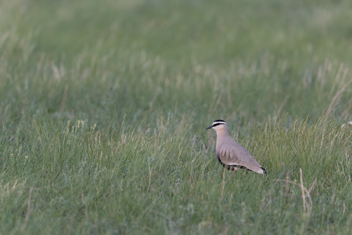 Sociable Lapwing - ML641056244