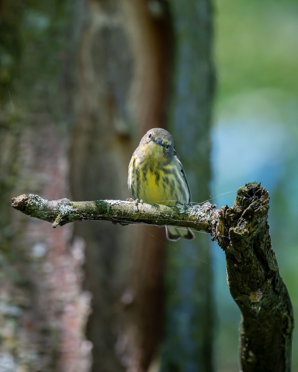 Cape May Warbler - ML641056247