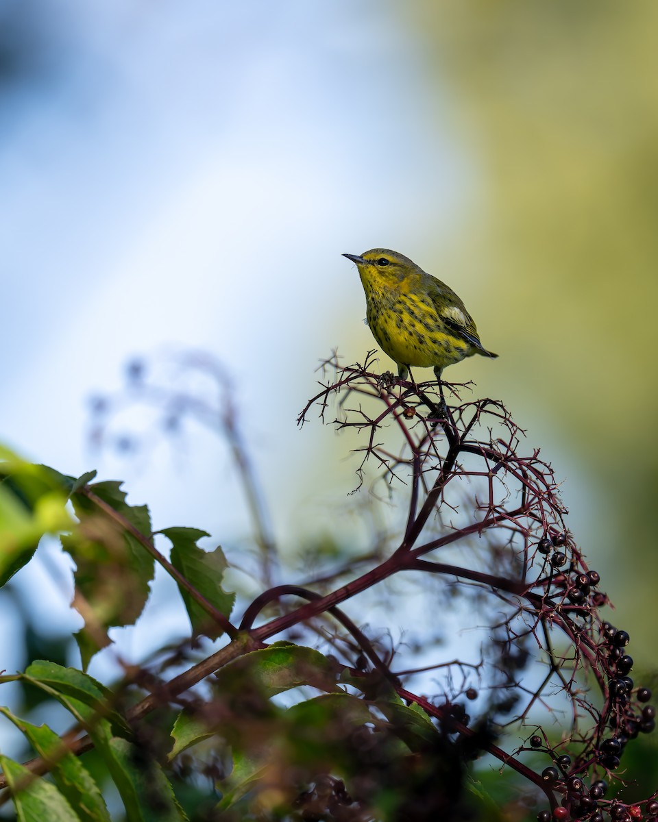 Cape May Warbler - ML641056248