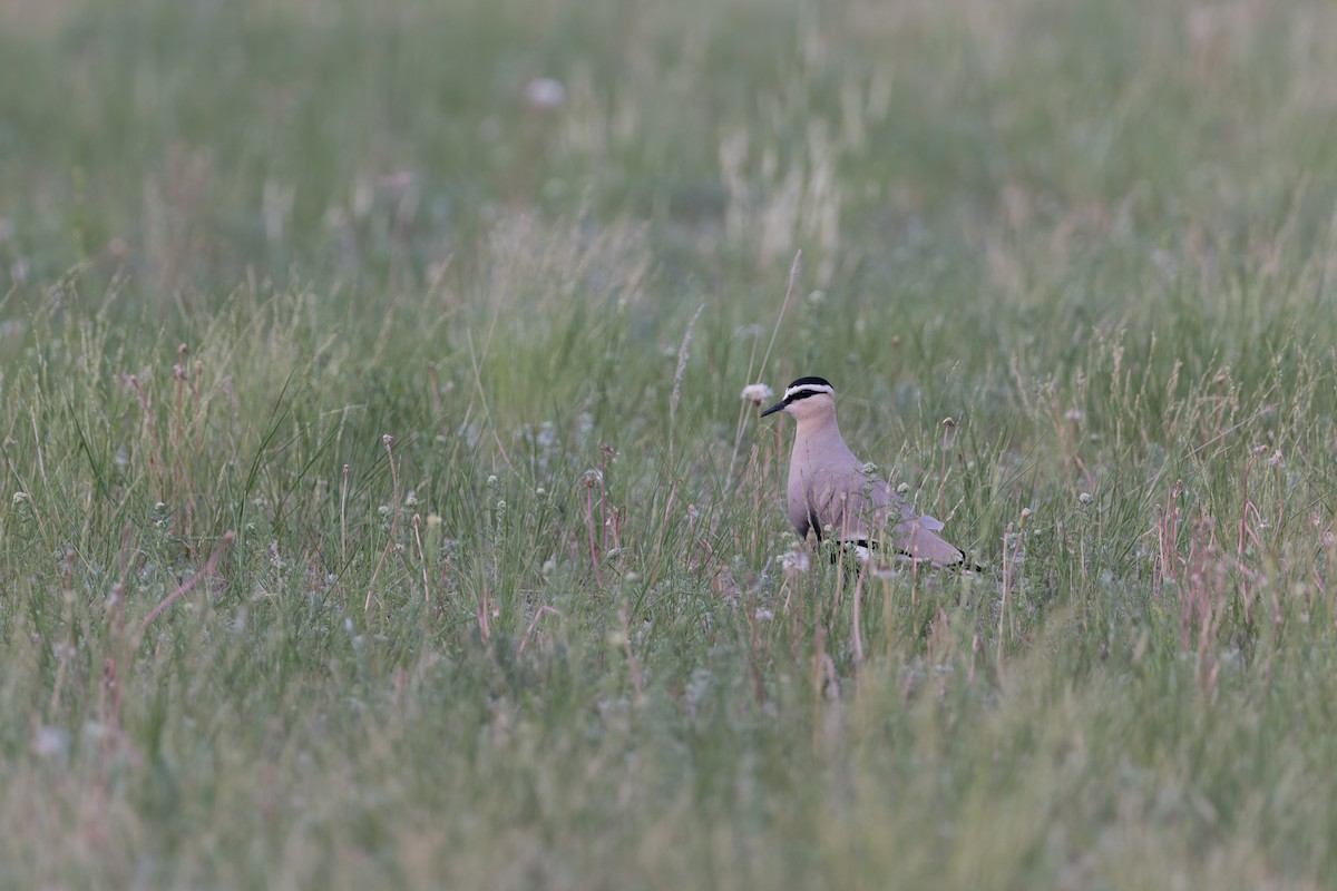 Sociable Lapwing - ML641056250