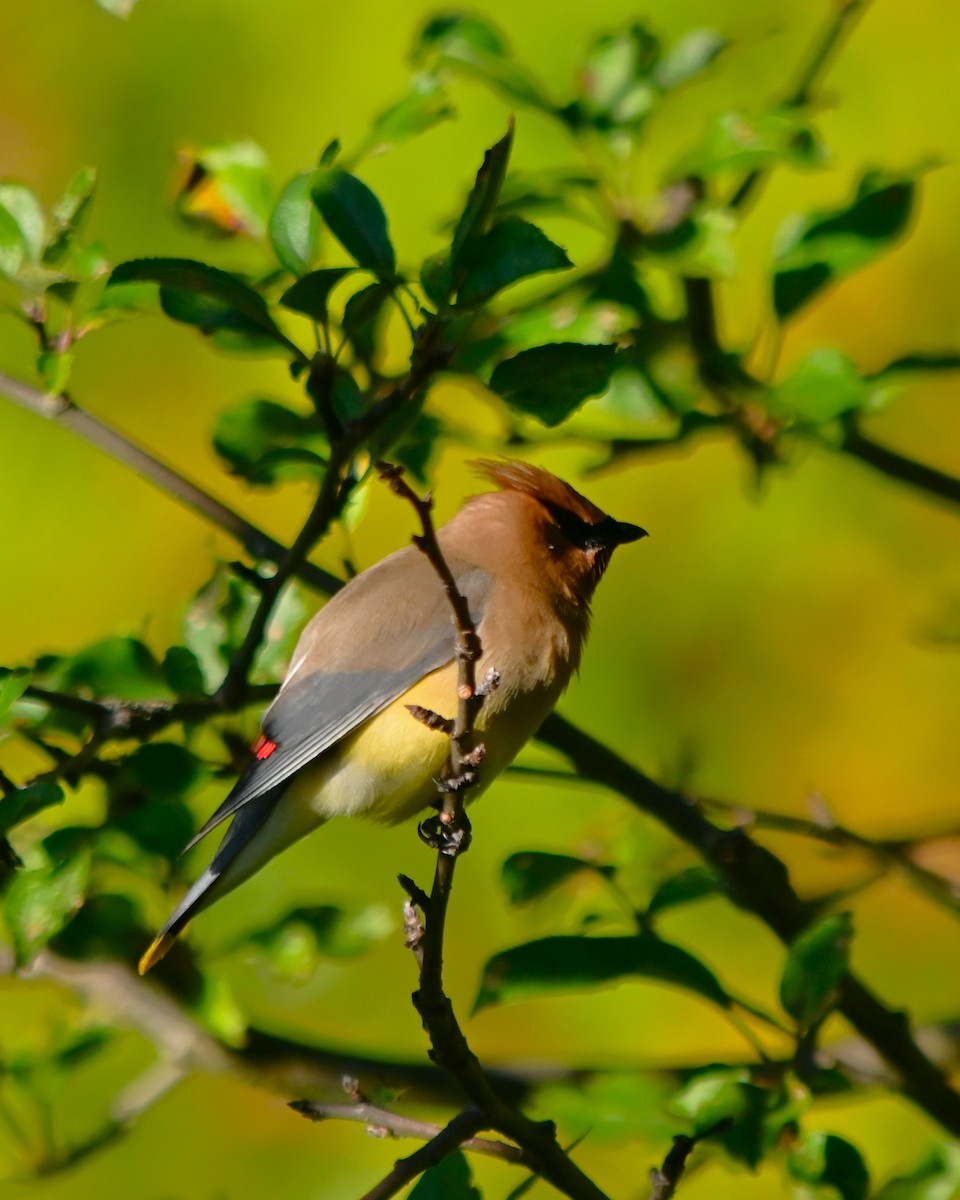 Cedar Waxwing - ML641056254