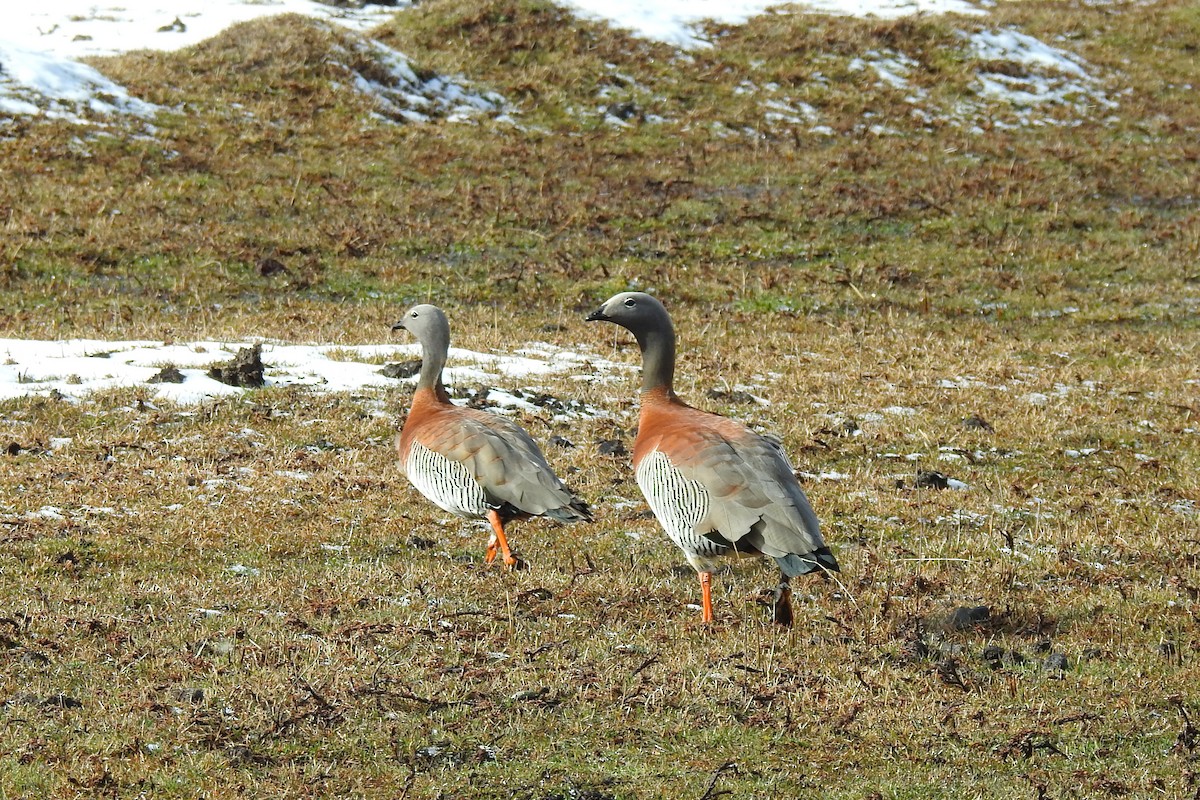 Ashy-headed Goose - ML641056259