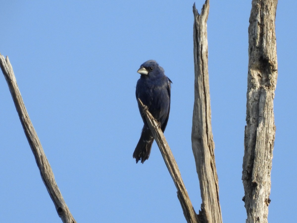 Blue Grosbeak - ML641056260