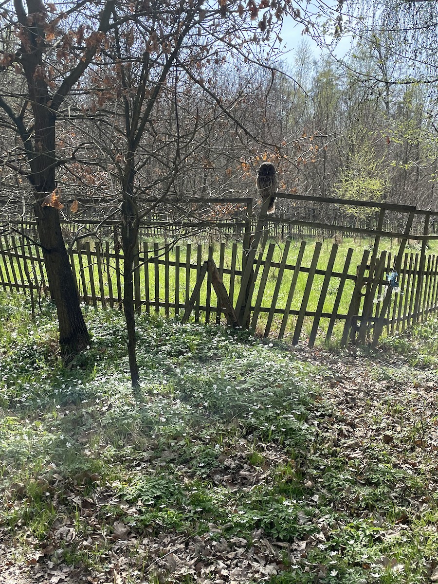 puštík bělavý - ML641056290