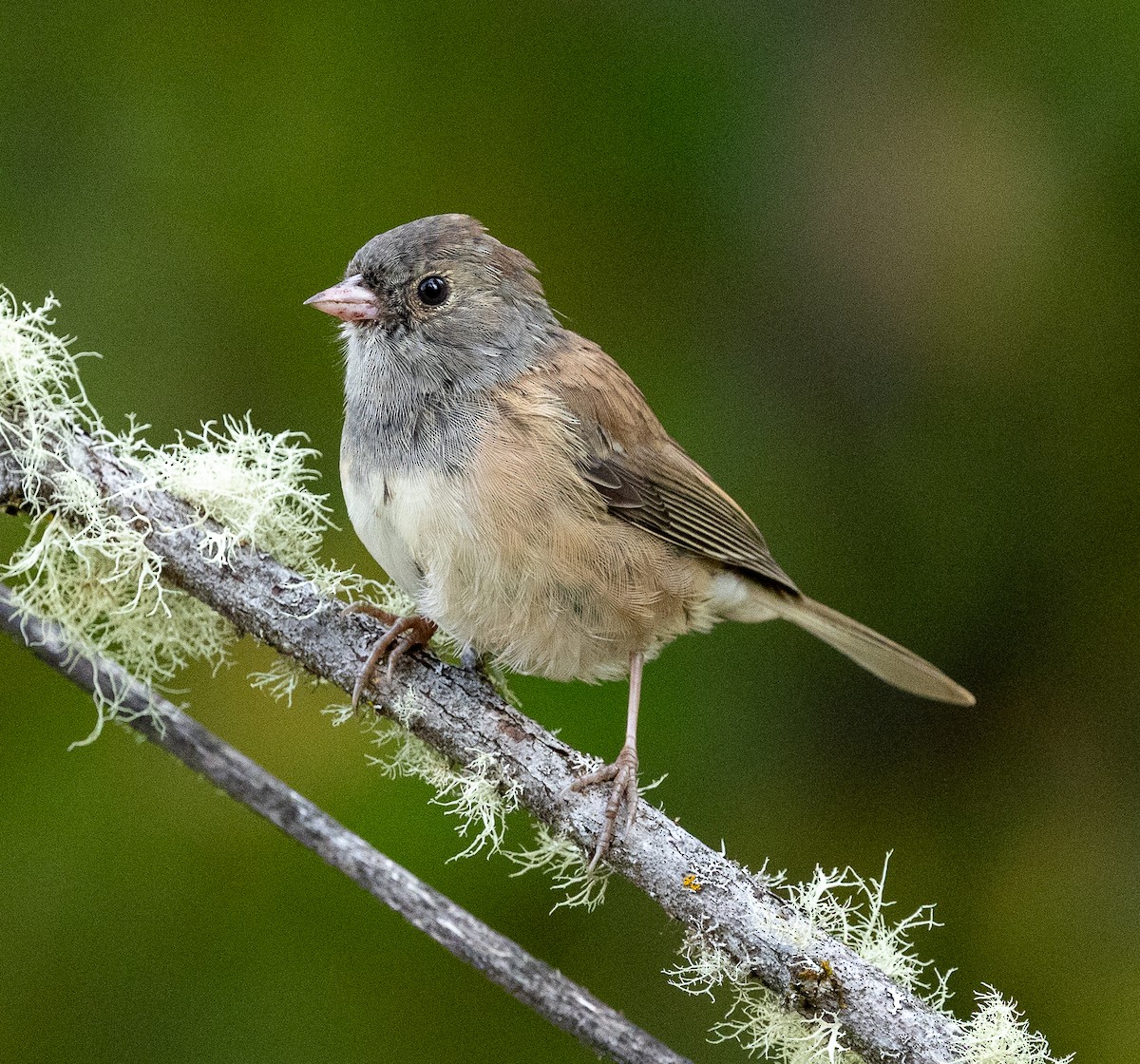 Dark-eyed Junco - ML641056305