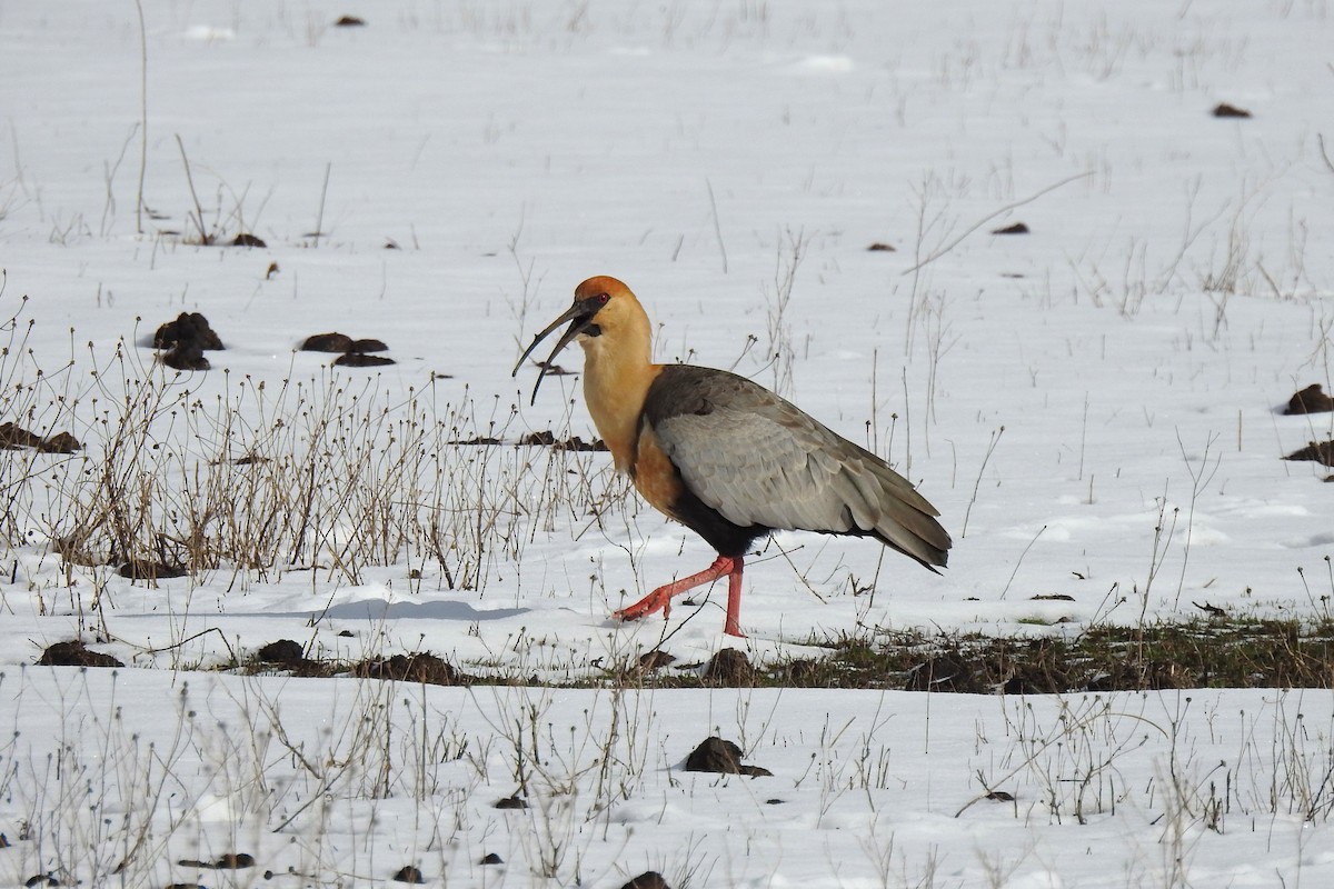 Black-faced Ibis - ML641056343