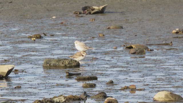 Wilson's Plover - ML641056354