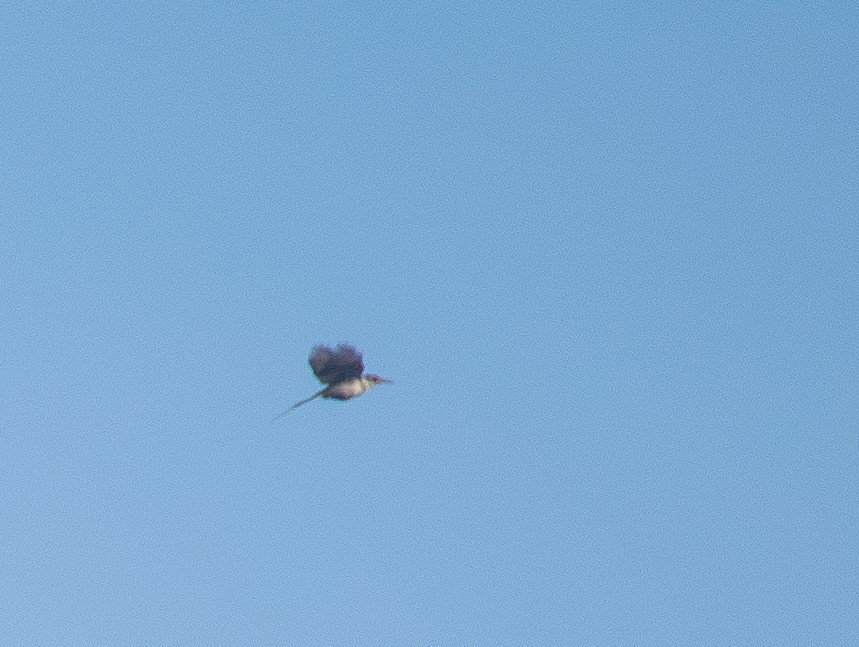 Common Tailorbird - ML641056366