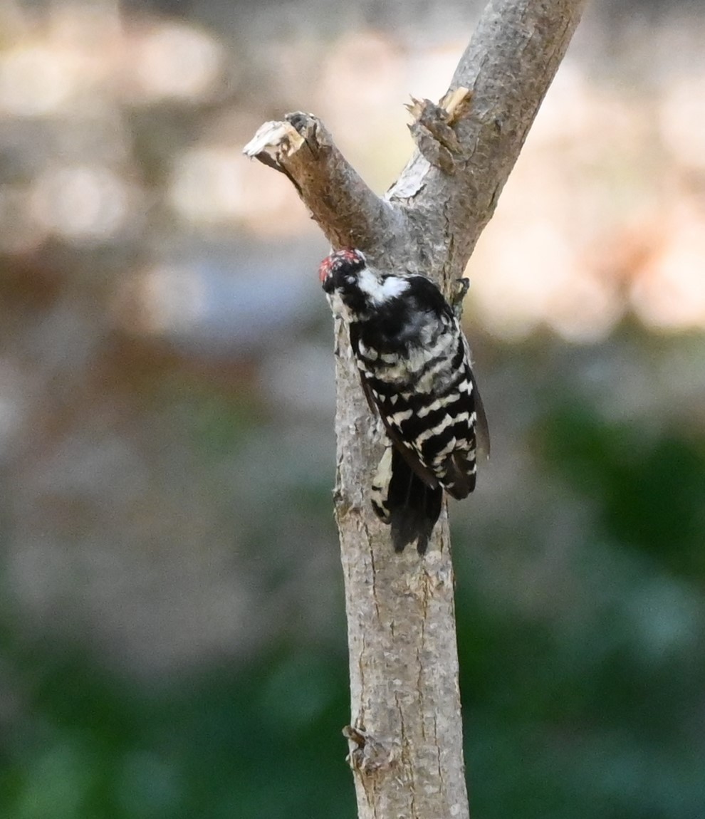 Lesser Spotted Woodpecker - ML641056389
