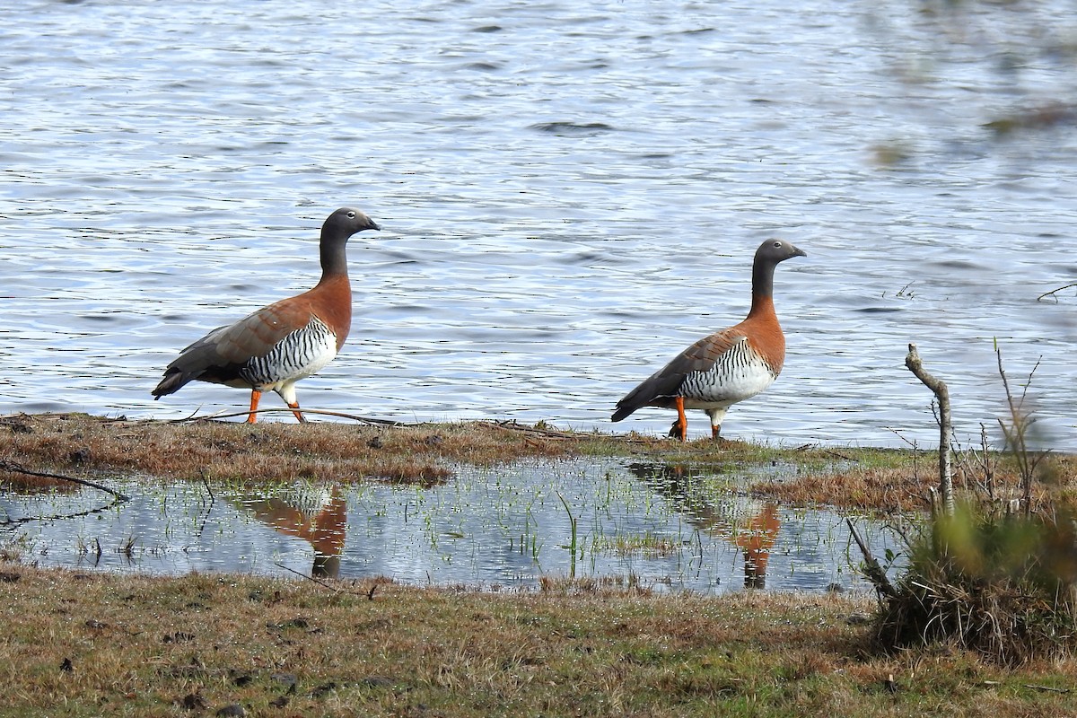 Ashy-headed Goose - ML641056392