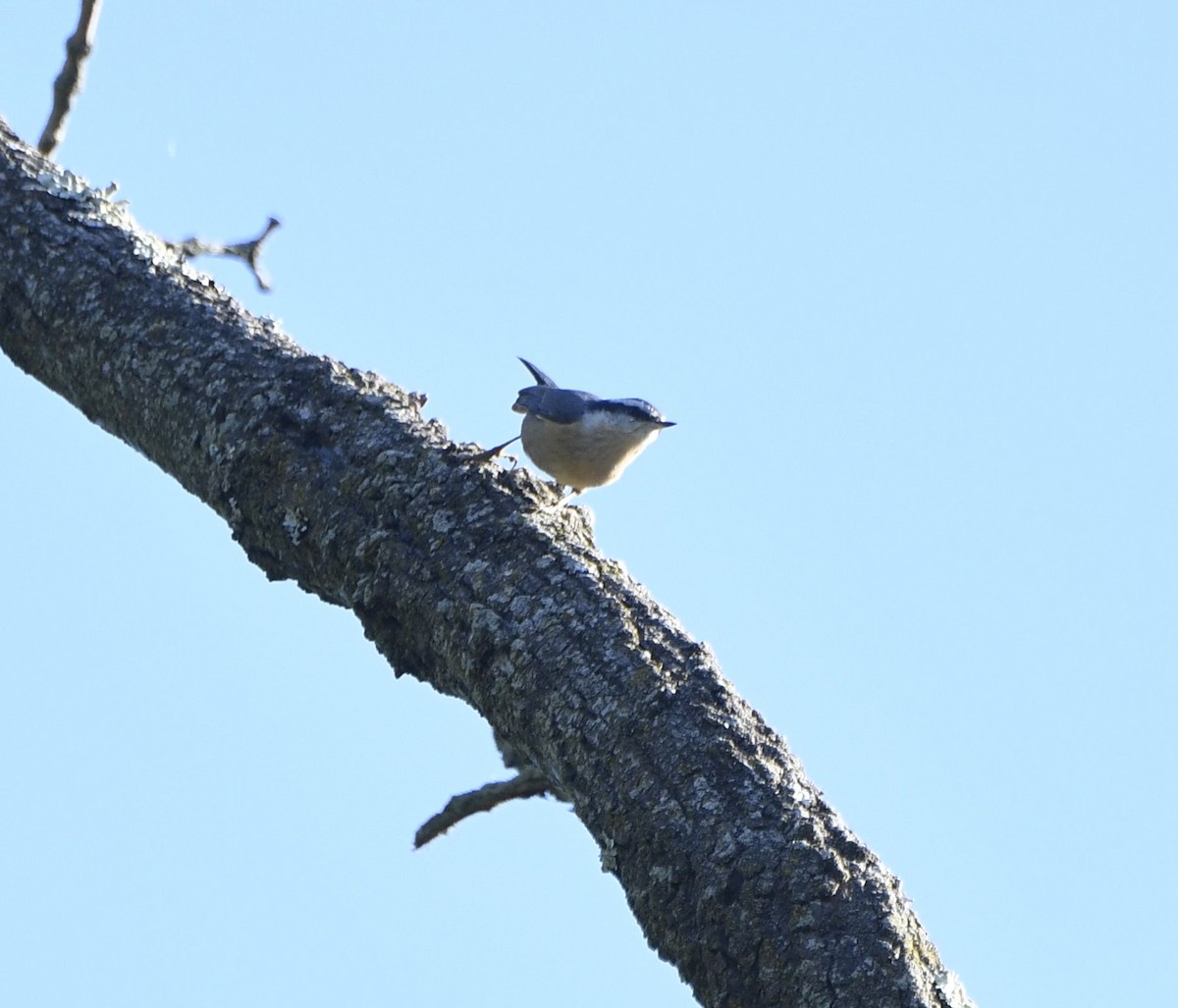 Red-breasted Nuthatch - ML641056440