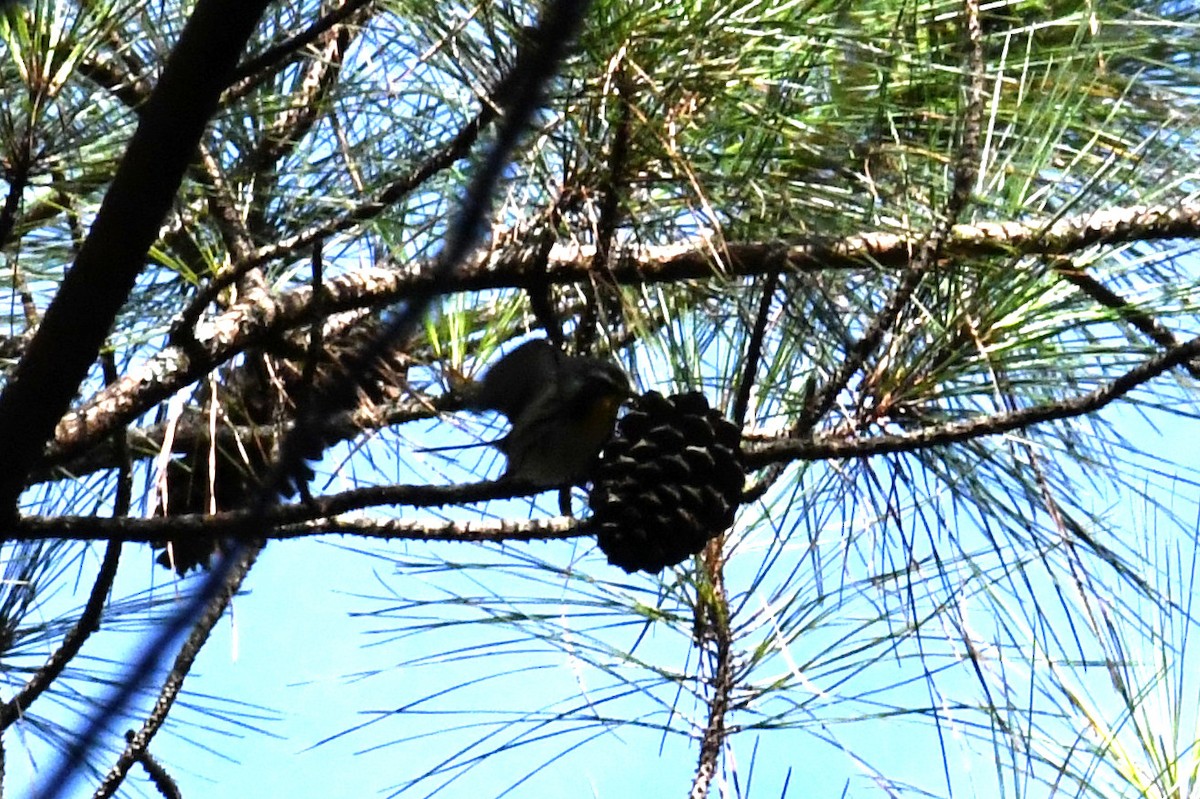 Yellow-throated Warbler (dominica/stoddardi) - ML641056451