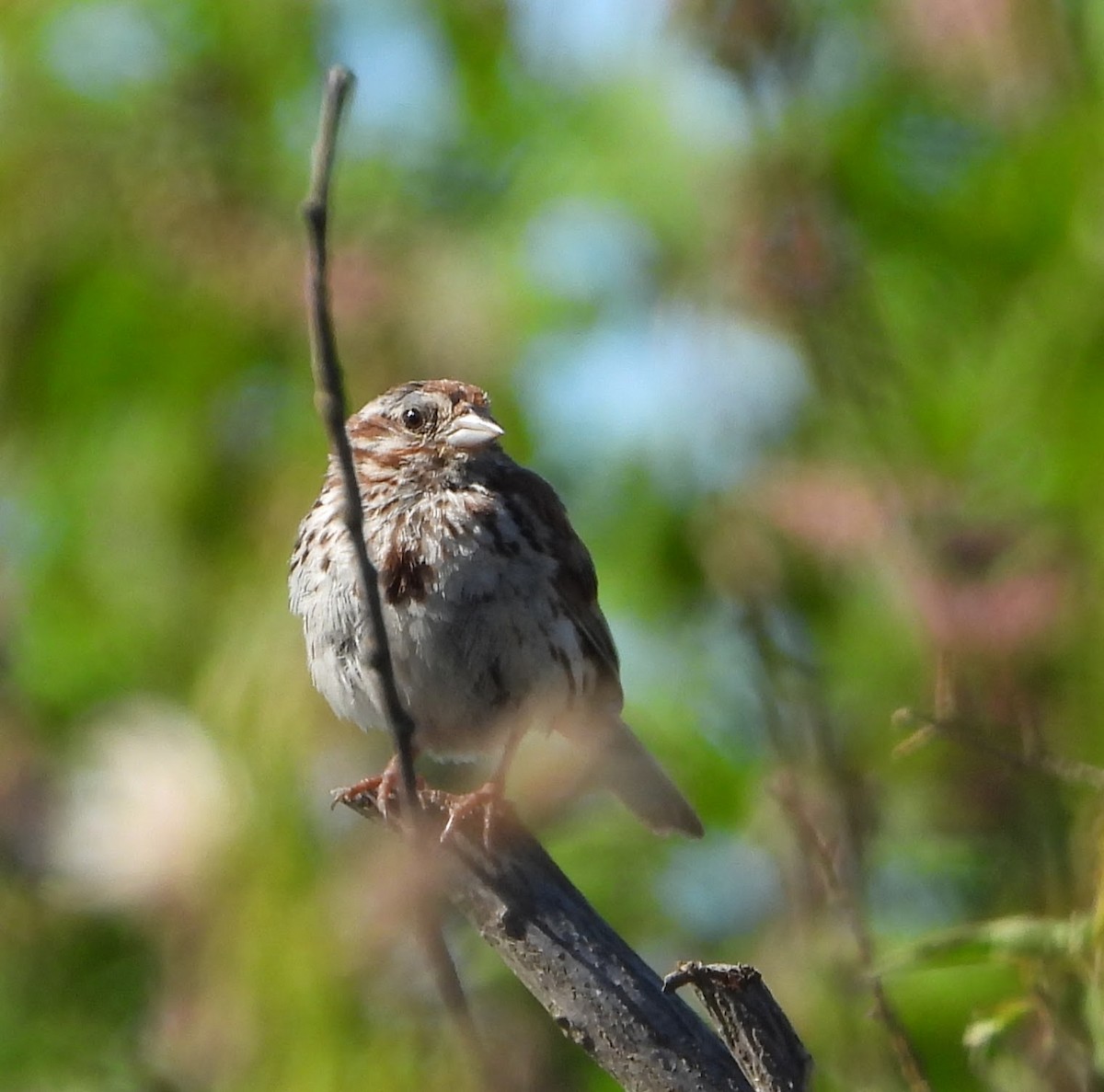 Song Sparrow - ML641056454