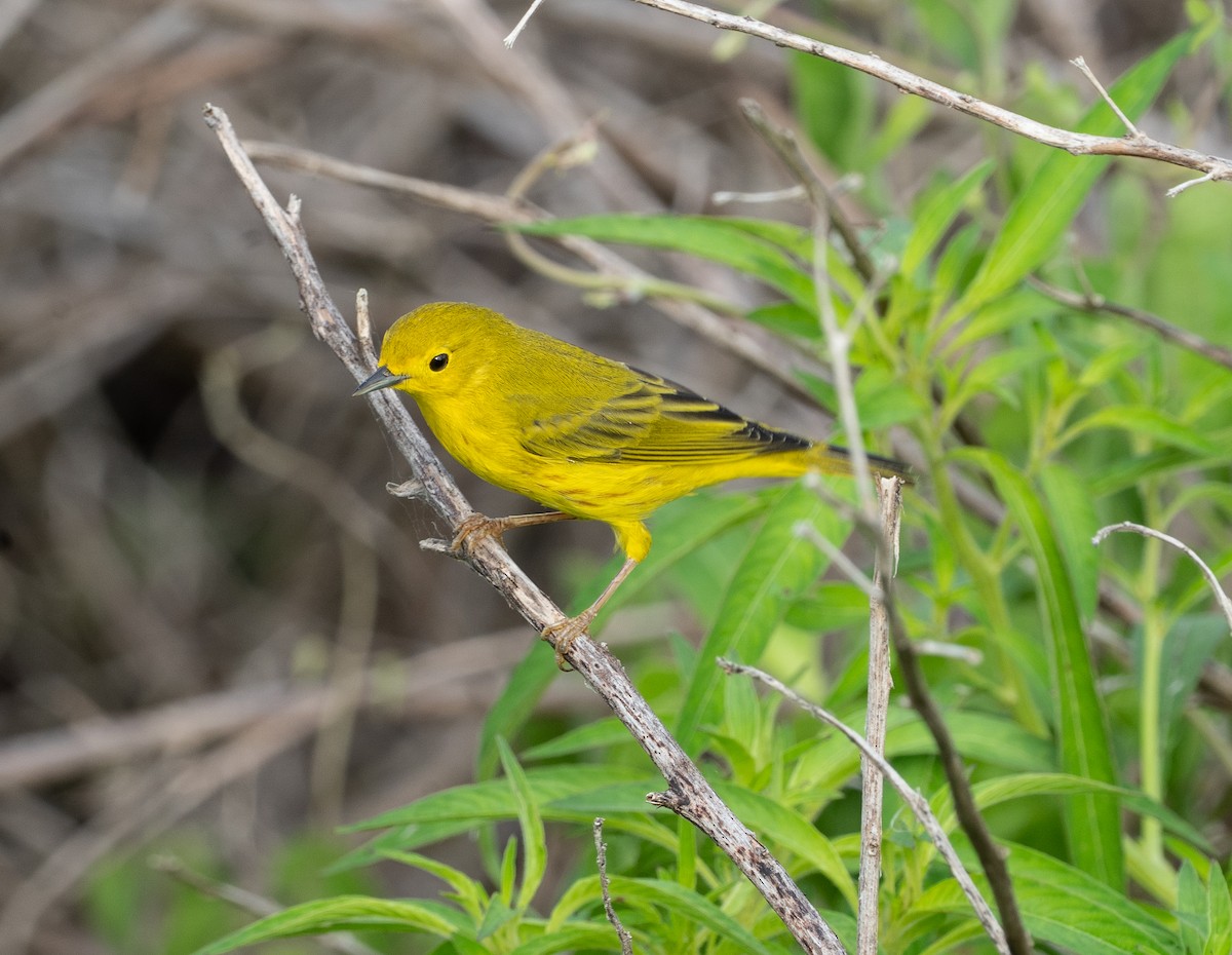Yellow Warbler - ML641056472