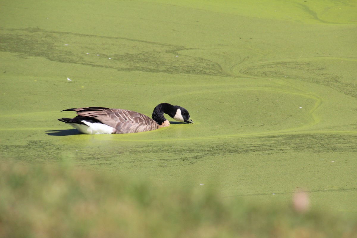 Canada Goose - ML641056493