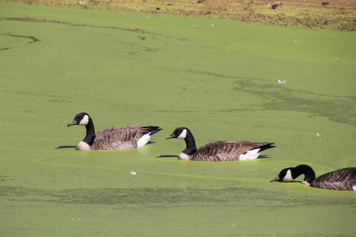 Canada Goose - ML641056494