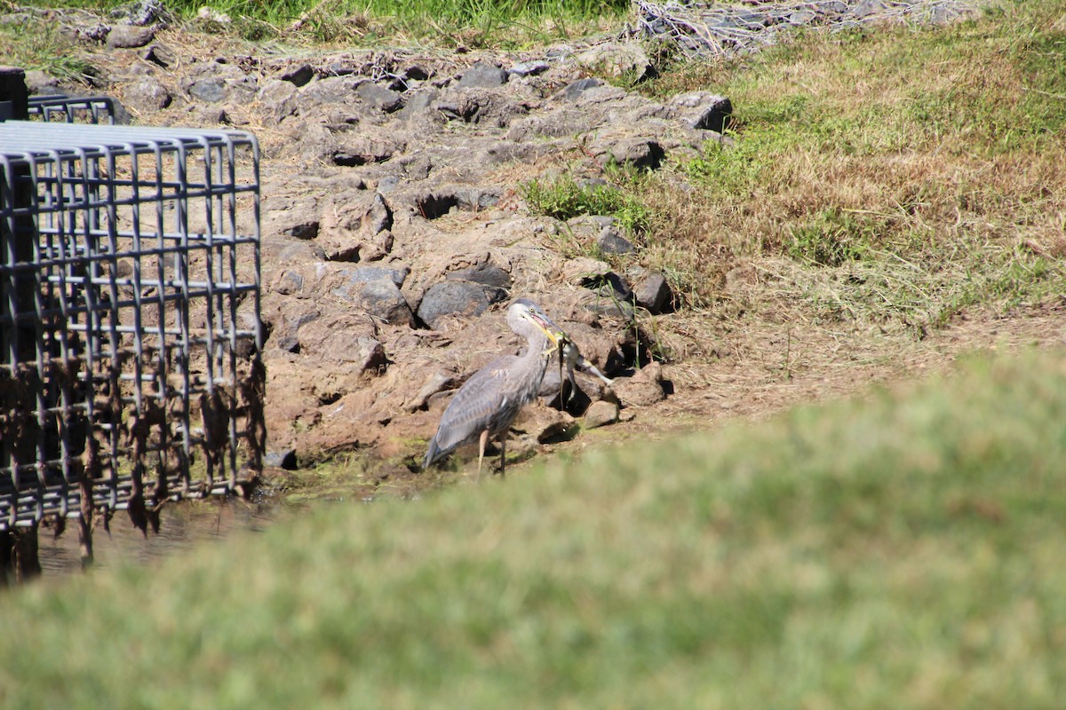 Great Blue Heron - ML641056499