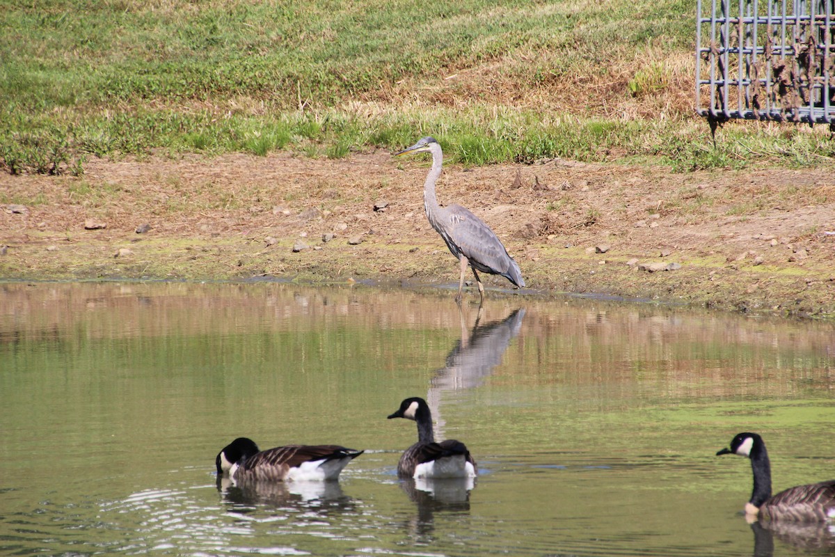 Great Blue Heron - ML641056500
