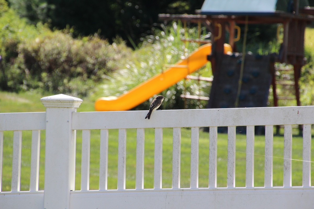 Eastern Phoebe - ML641056514