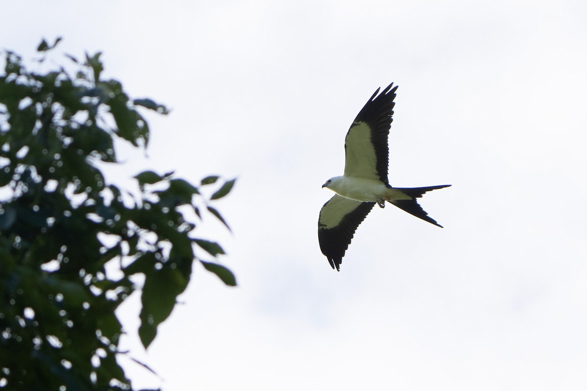 Swallow-tailed Kite - ML641056547