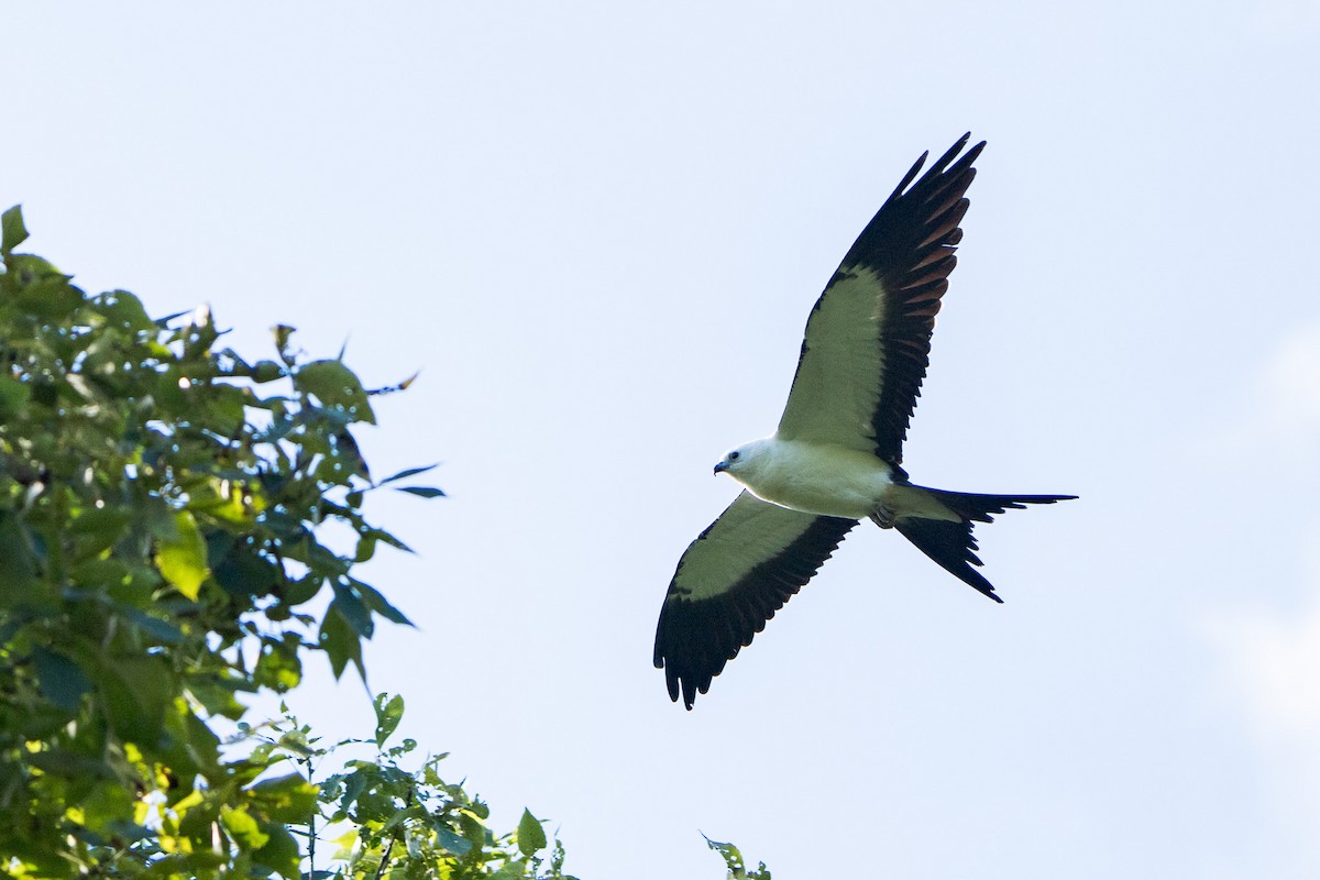 Swallow-tailed Kite - ML641056548