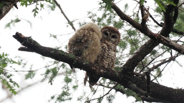 Spotted Owl - ML641056555
