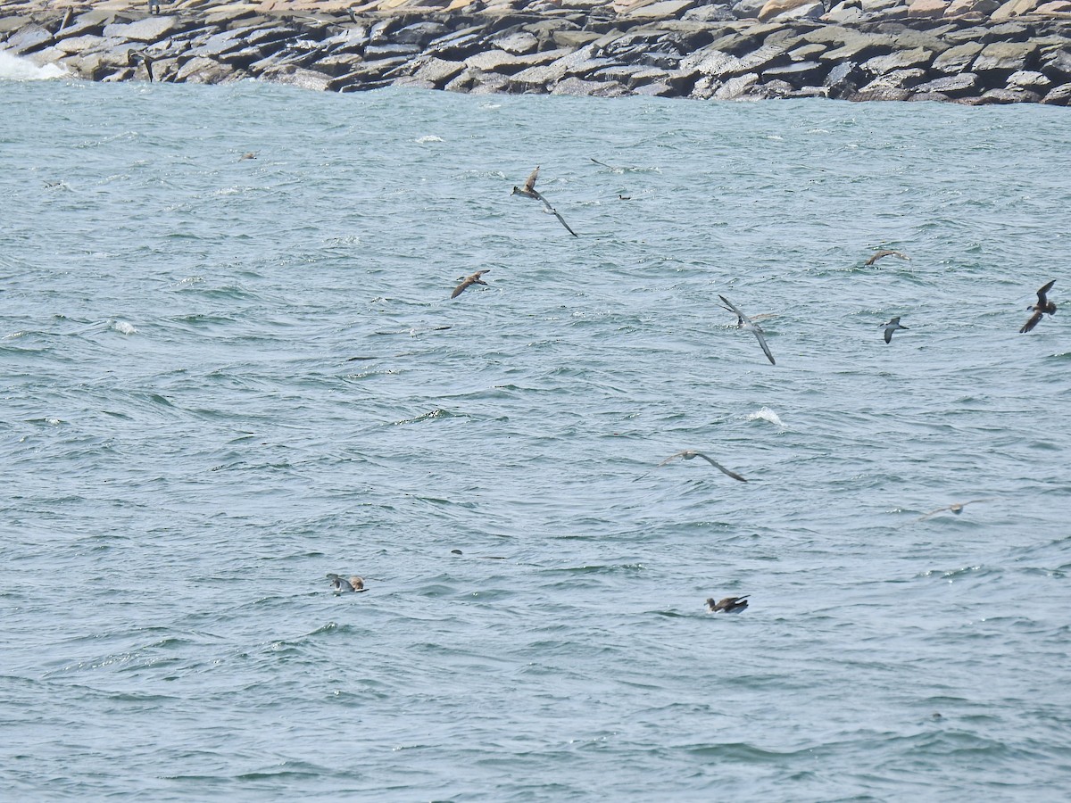 Cory's/Scopoli's/Great Shearwater - ML641056559
