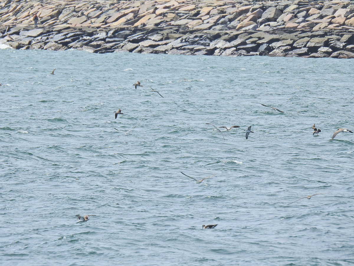 Cory's/Scopoli's/Great Shearwater - ML641056560