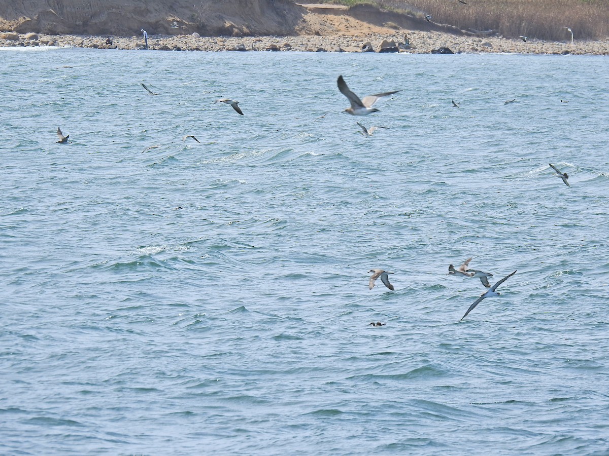 Cory's/Scopoli's/Great Shearwater - ML641056561