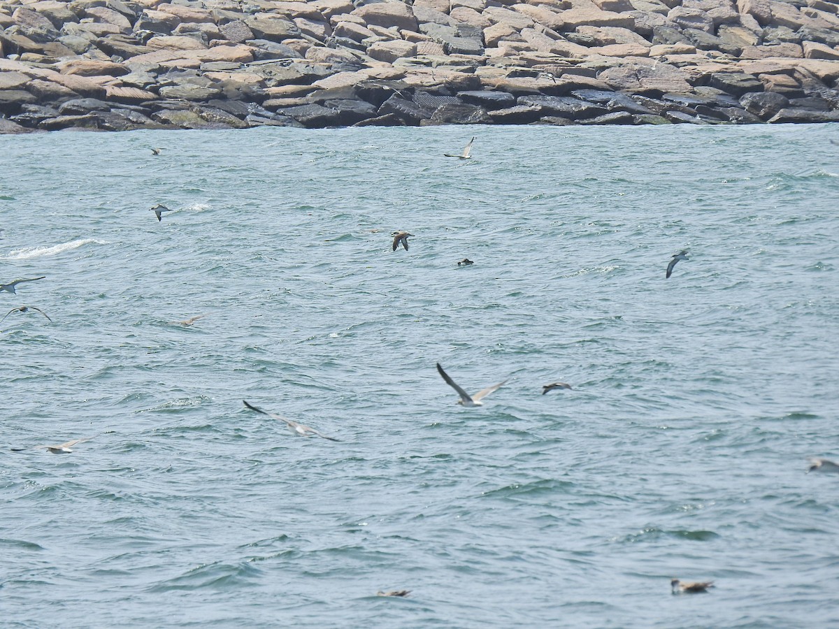 Cory's/Scopoli's/Great Shearwater - ML641056562