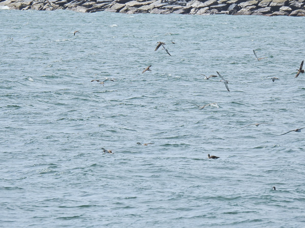 Cory's/Scopoli's/Great Shearwater - ML641056563