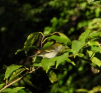 Chestnut-sided Warbler - ML641056564